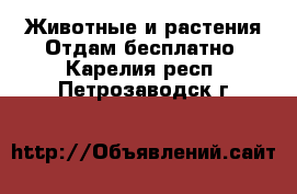 Животные и растения Отдам бесплатно. Карелия респ.,Петрозаводск г.